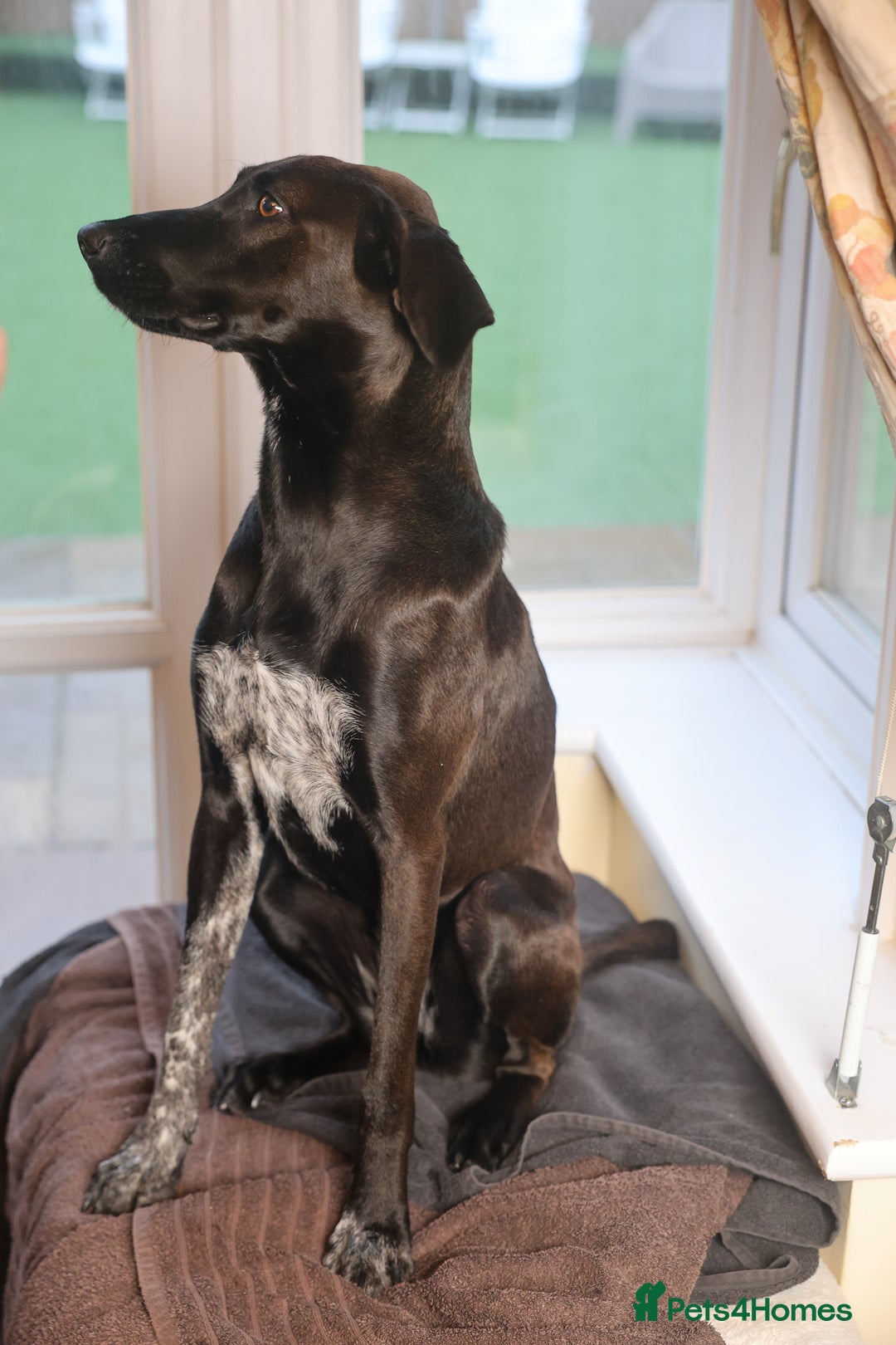 Mixed Breed dogs for adoption: Pretty Pretzel - Image 6