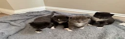 British Shorthair cats for sale: A litter of four beautiful kittens.  - Advert 2