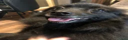 Mixed Breed dogs for sale: Blippi - reserved - Advert 1