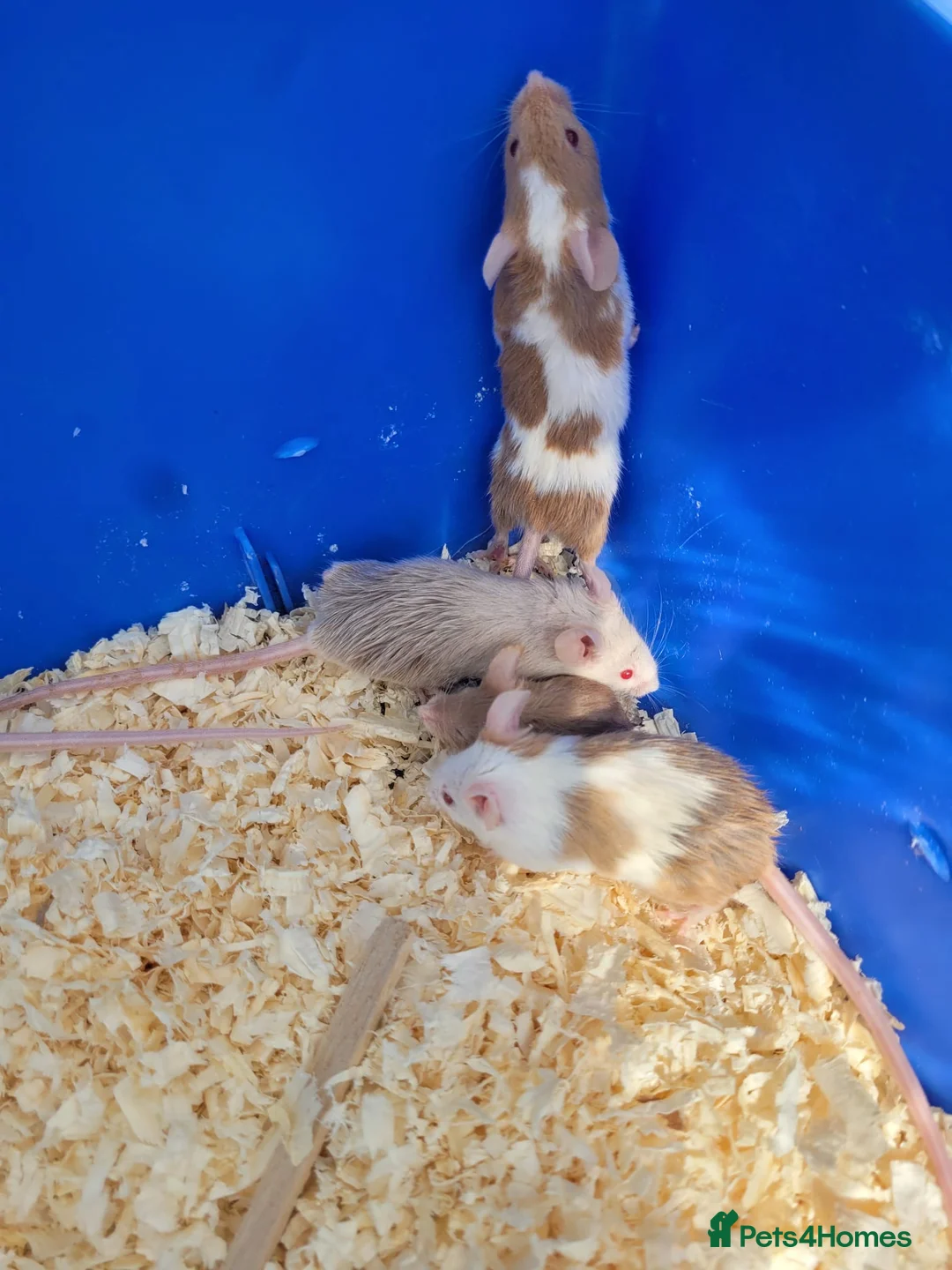 Mouse rodents for sale: Mixed fancy mice  in Atherstone - Advert 1