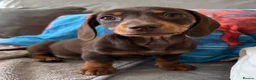 Miniature Dachshund dogs for sale: Ready to go 🤎🐶Beautiful miniature dachshund.  - Advert 3