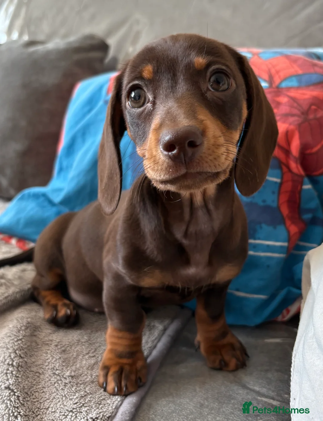 Miniature Dachshund dogs for sale: Ready to go 🤎🐶Beautiful miniature dachshund.  - Advert 3
