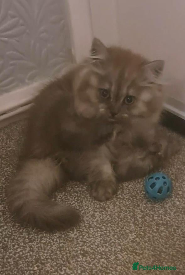 British Longhair cats Mr Lush and Mr Boba purebreed BLH Kittens  - Advert 6