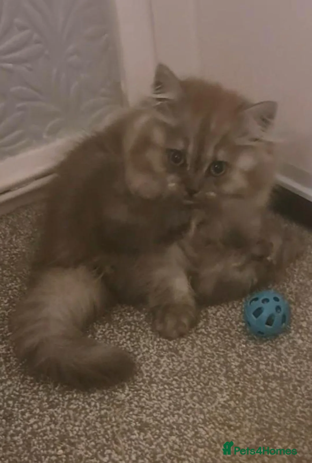 British Longhair cats for sale: Mr Lush and Mr Boba purebreed BLH Kittens  - Advert 1