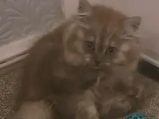 British Longhair cats Mr Lush and Mr Boba purebreed BLH Kittens - Advert 6