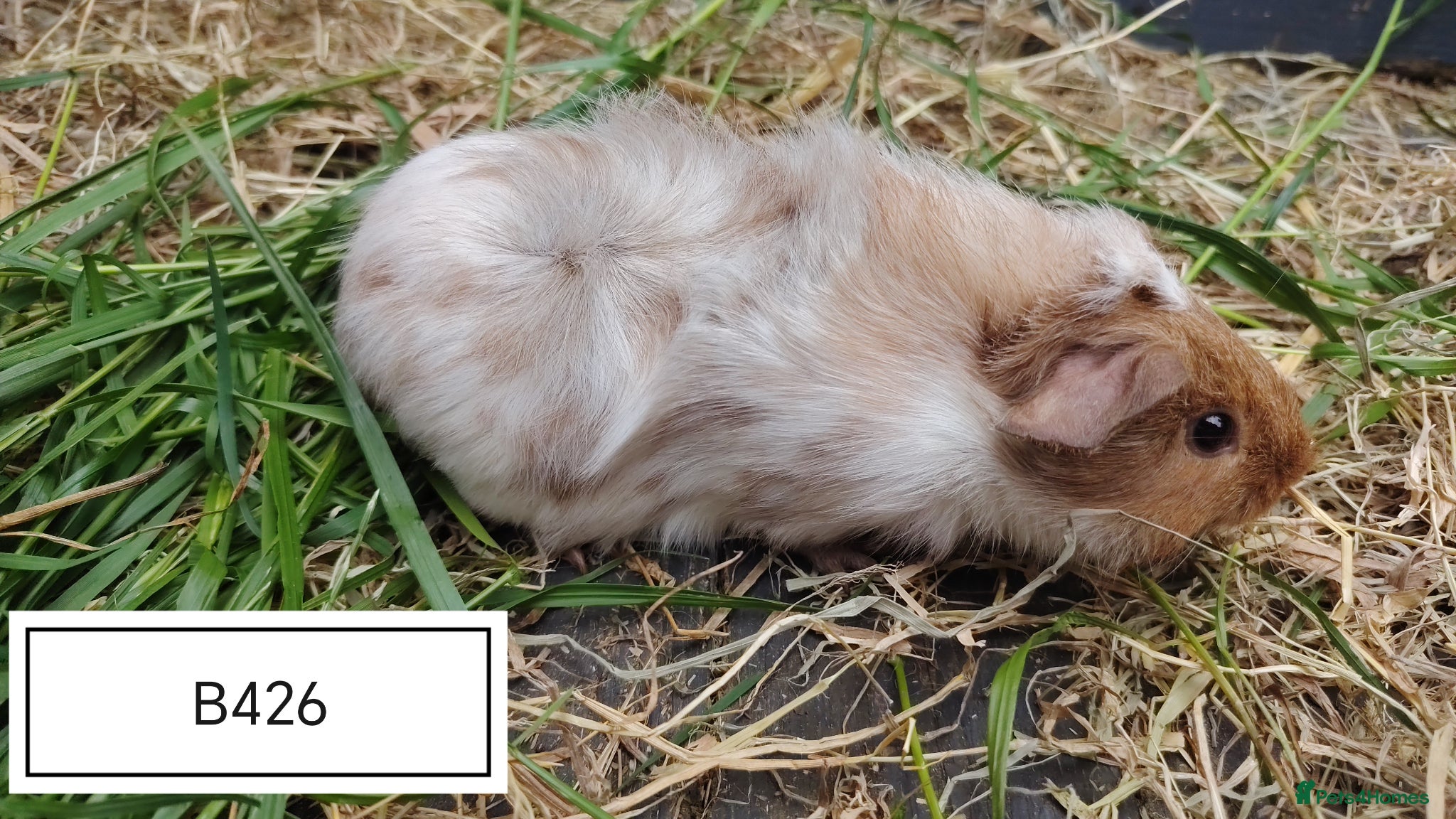 Guinea Pig rodents Beautiful baby Guinea Pigs available - Advert 5