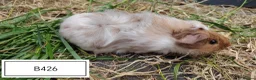 Guinea Pig rodents for sale: Beautiful baby boars available in Maidenhead - Advert 4