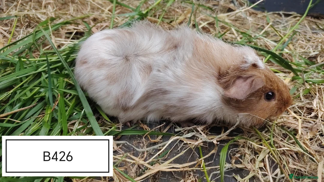 Guinea Pig rodents for sale: Beautiful baby boars available in Maidenhead - Advert 4