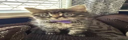Mixed Breed cats for sale: 8 tabby/black kittens available  - Advert 6