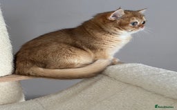 British Shorthair cats for sale: BSH golden kittens - Image 17