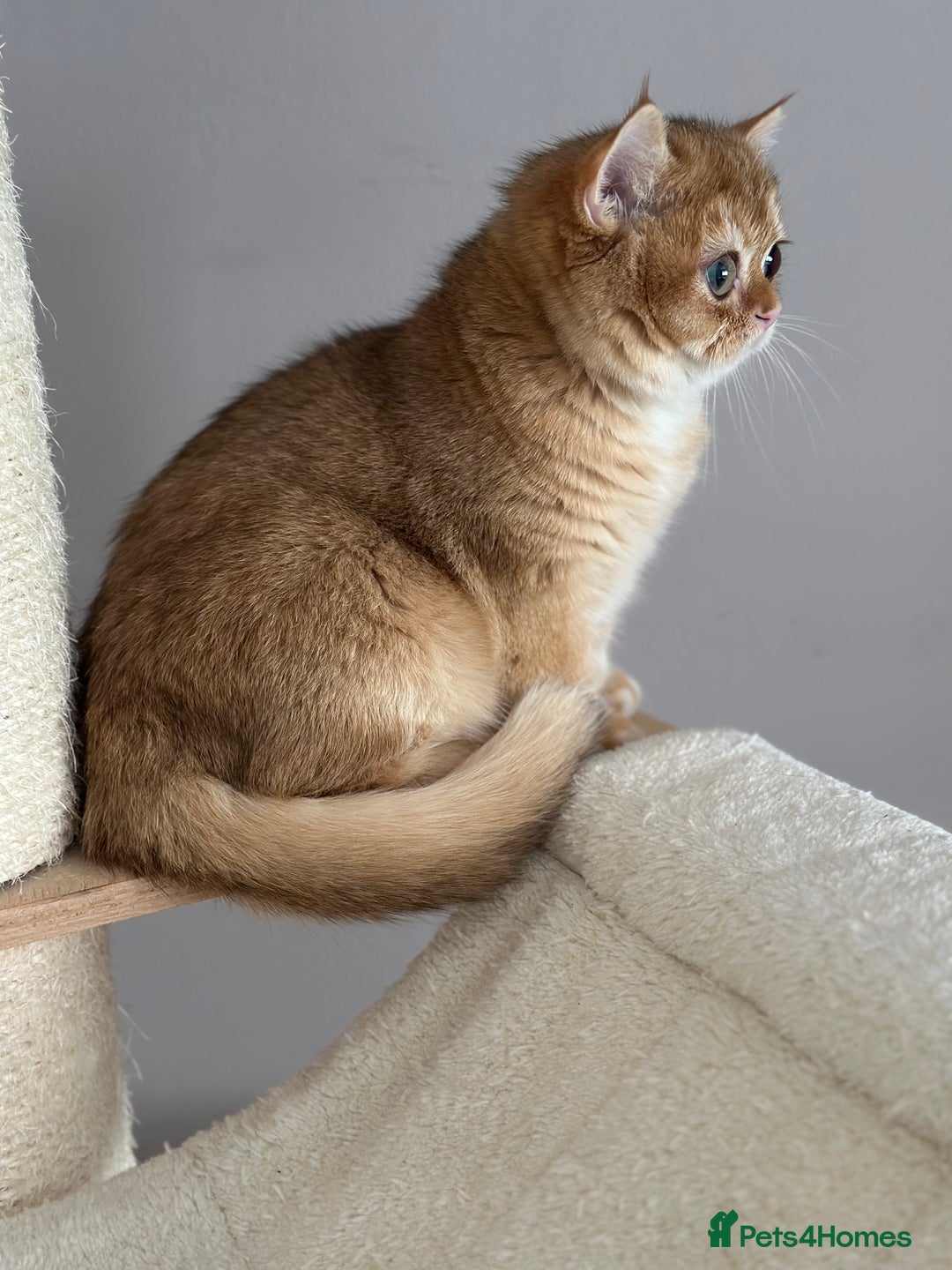 British Shorthair cats for sale: BSH golden kittens - Image 17