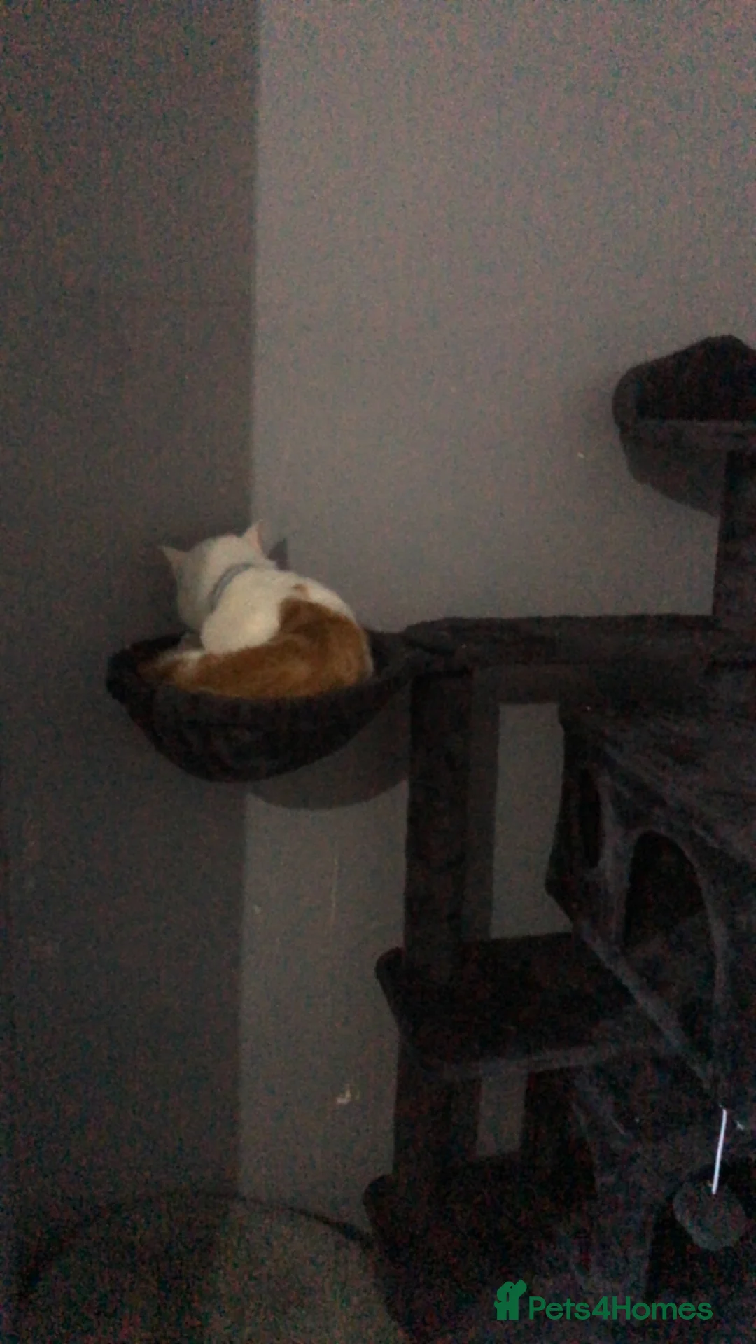 Domestic Shorthair cats for sale: Two cats looking for a good home  - Advert 3