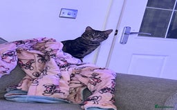 Mixed Breed cats for sale: Black and brown tabby cat - Image 6