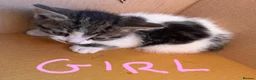 Domestic Shorthair cats for sale: 5 kittens(i can give for free aswell) in London - Advert 4