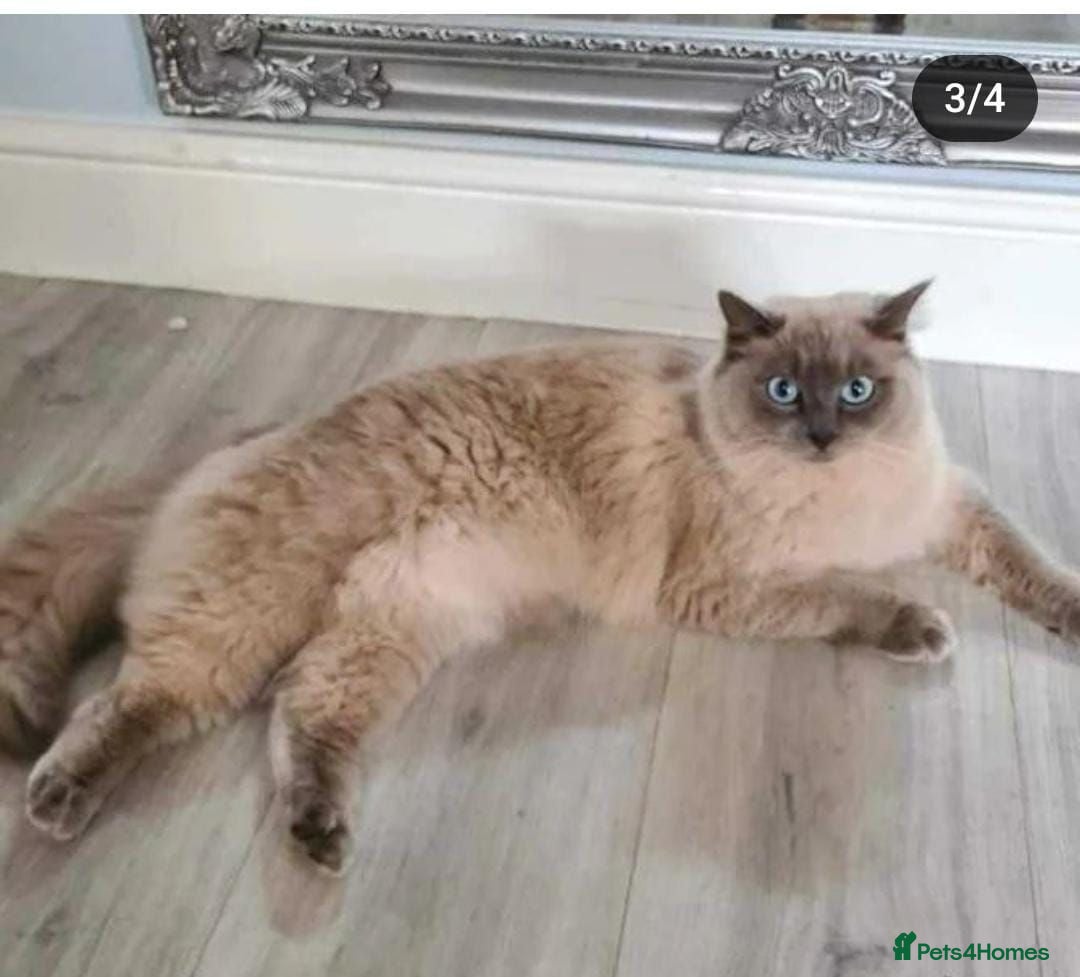 Ragdoll cats Ragdoll cats -  beautiful inside and out 😻 - Advert 1