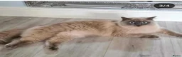 Ragdoll cats for sale: Ragdoll cats -  beautiful inside and out 😻 - Advert 6