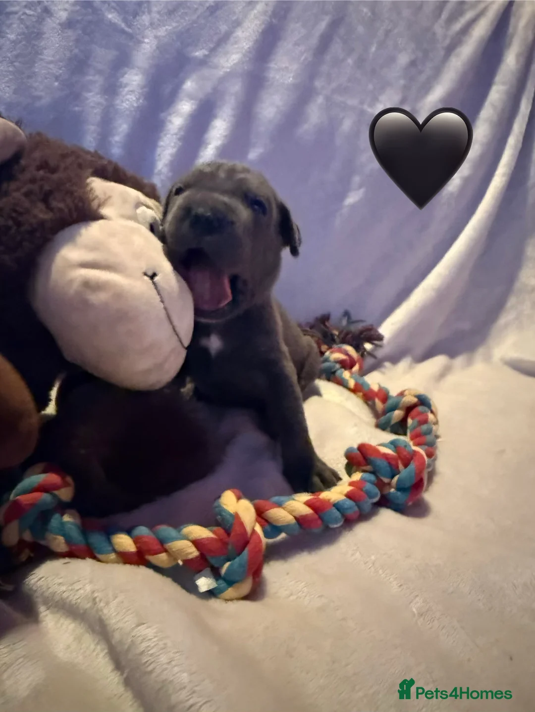 Cane Corso dogs for sale: Cane corso puppies ICCF registered  - Advert 14