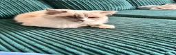 Ragdoll cats for sale: GCCF Active ragdoll Queen Lilac mitted  - Advert 4