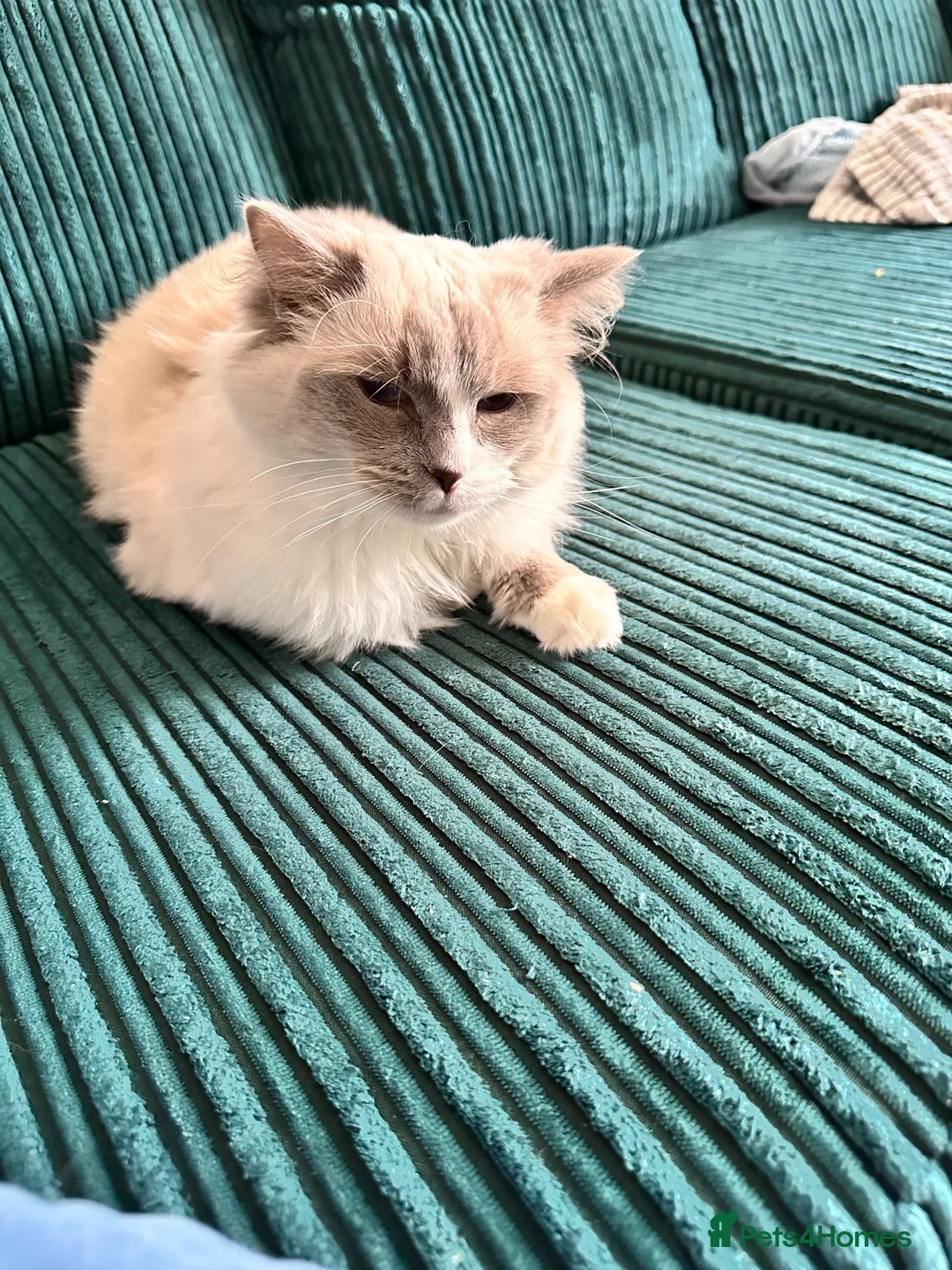 Ragdoll cats for sale: GCCF Active ragdoll Queen Lilac mitted  - Advert 4