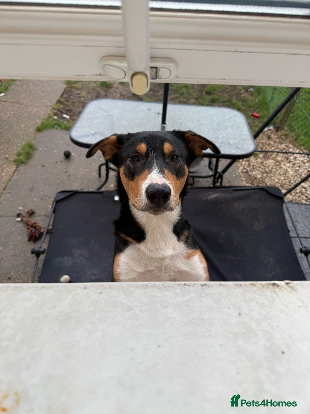 Mixed Breed dogs for sale: Gorgeous boy needs a home  - Advert 3