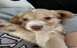 Cocker Spaniel dogs for sale: 4 beautiful cocker spaniels  - Image 1