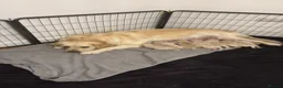 Golden Retriever dogs for sale: Golden retriever puppies - Advert 8