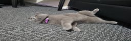 British Shorthair cats for sale: British Shorthair cat - Advert 3
