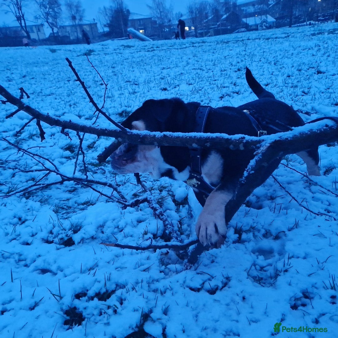 English Bulldog dogs for sale: Ernie  - Advert 2