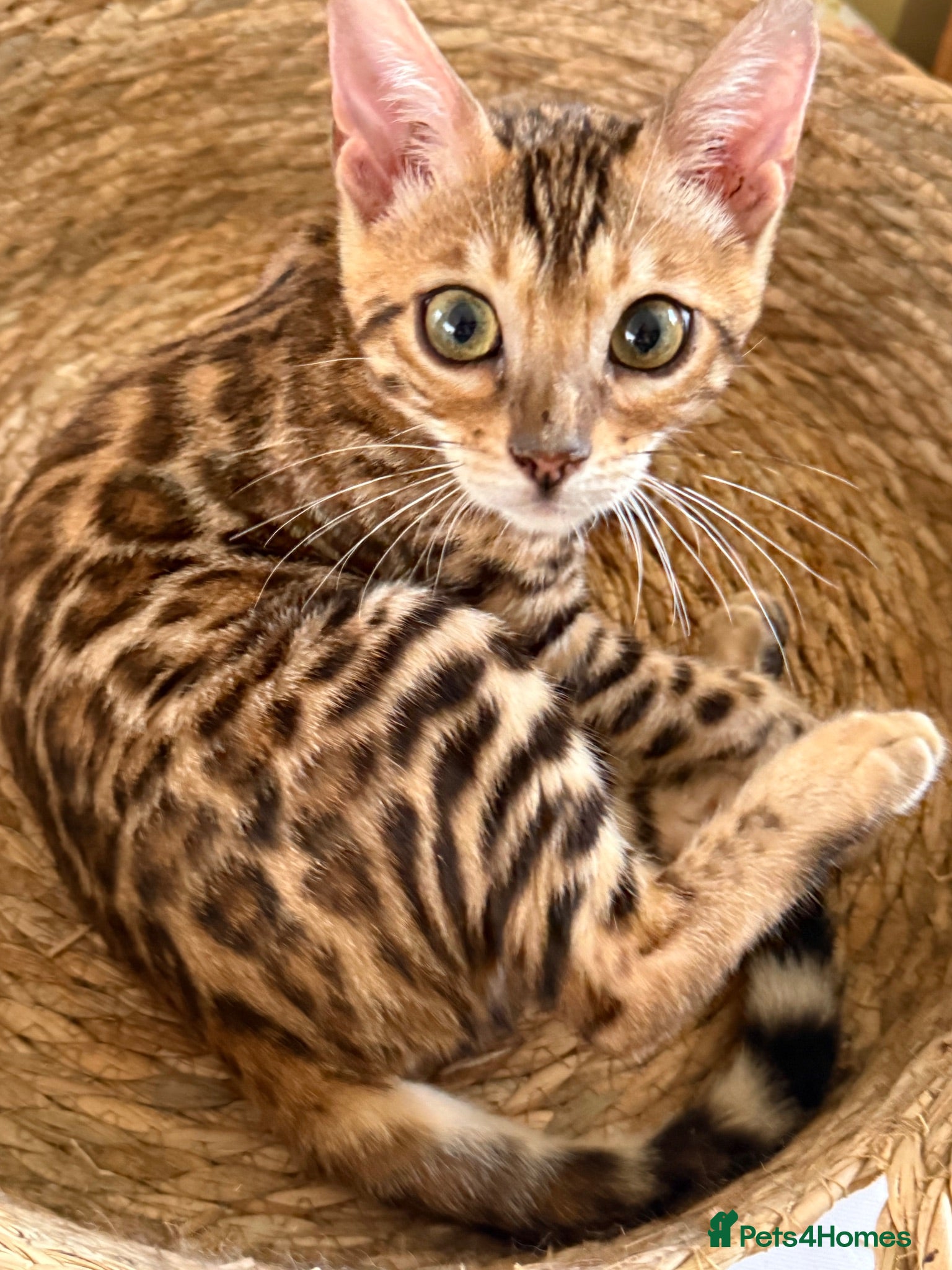 Bengal cats Stunning 🩷 TICA 🐆 Bengal kittens 💙 - Advert 4
