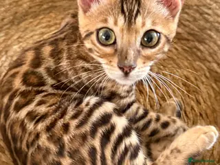 Bengal cats Stunning 🩷 TICA 🐆 Bengal kittens 💙 - Advert 4
