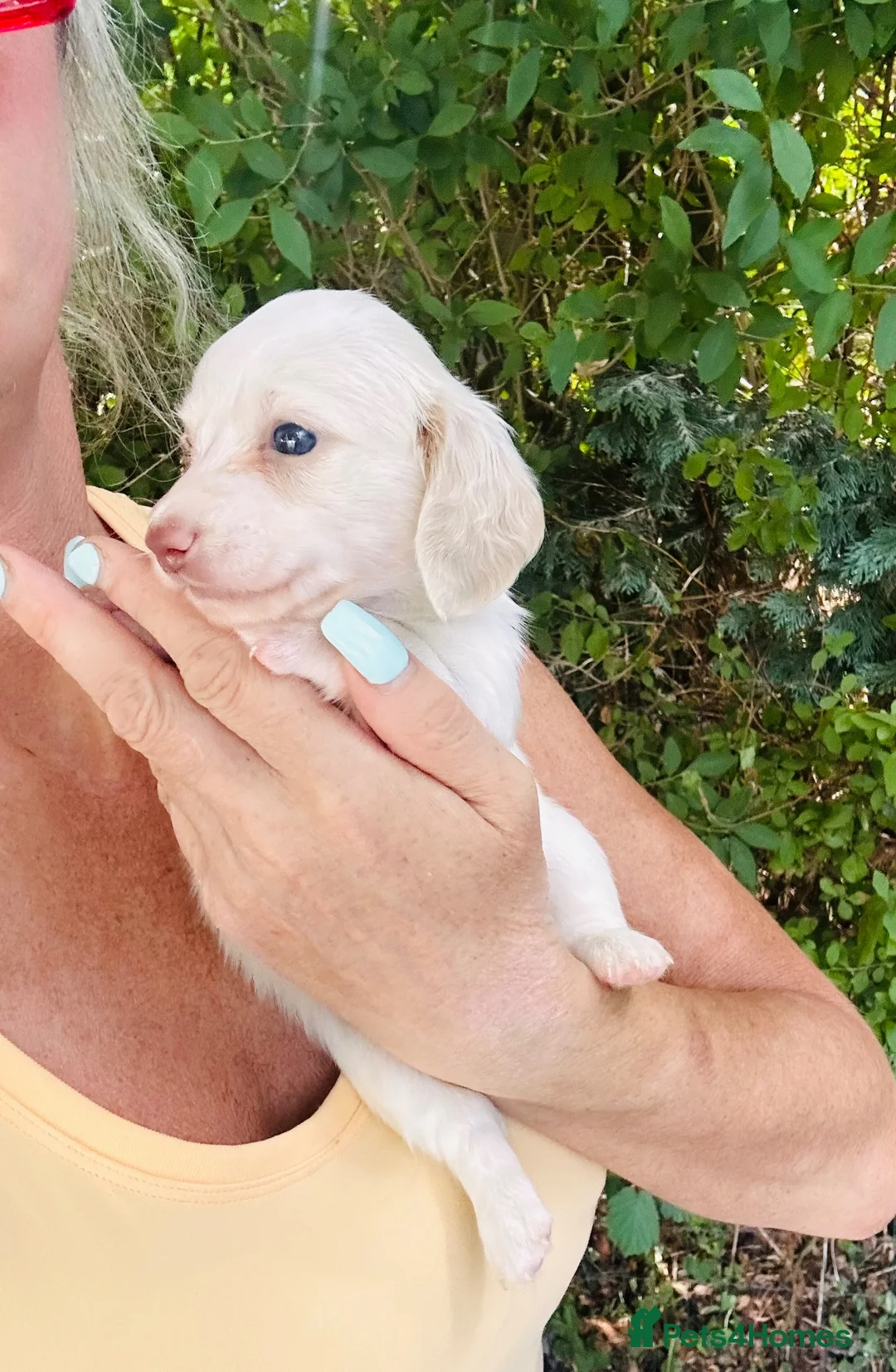 Miniature Dachshund dogs for sale: Piebald & Cream Longhairs  - Advert 21