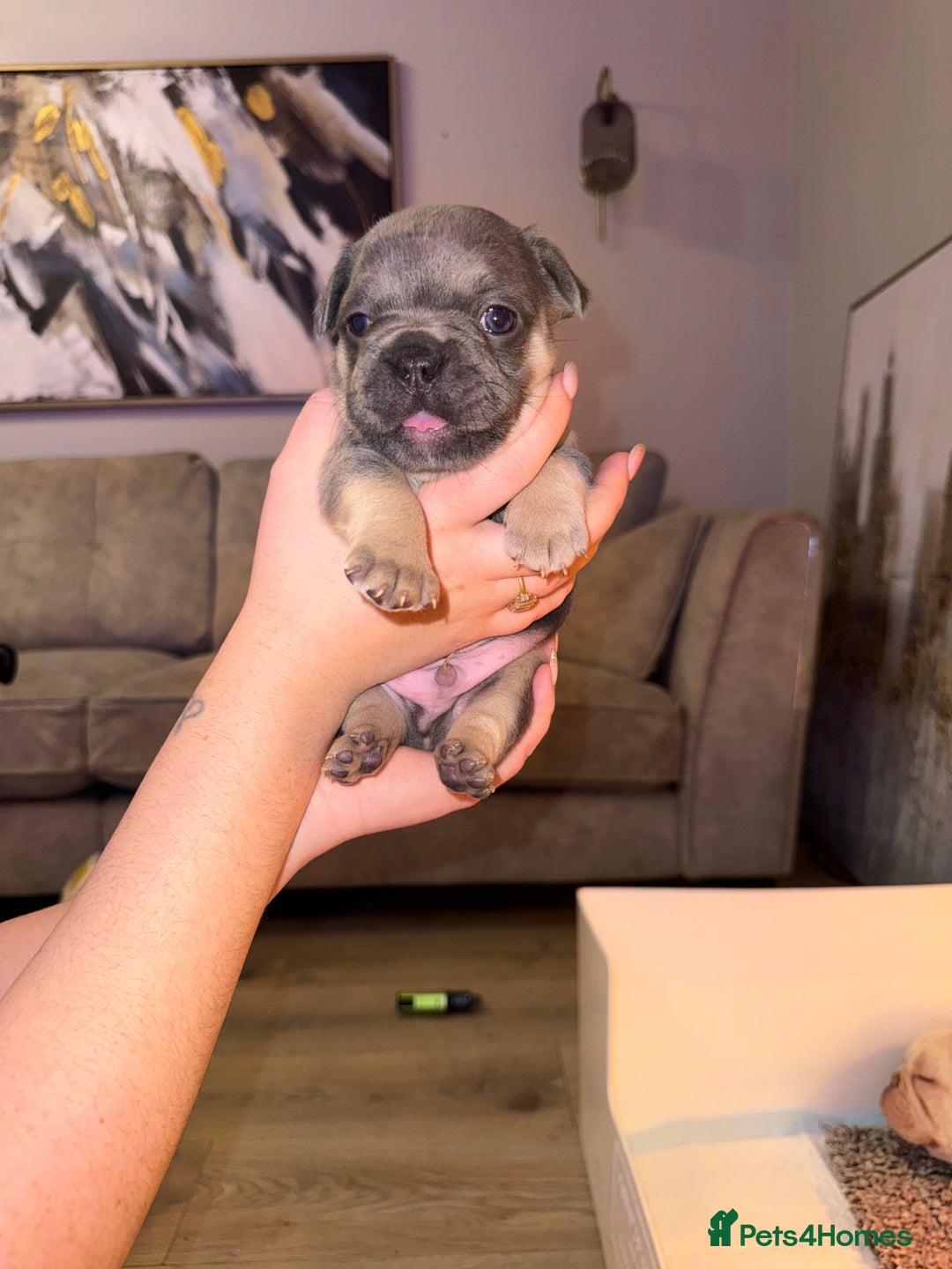 French Bulldog dogs for sale: 4 stunning French bulldogs carrying fluffy - Advert 6