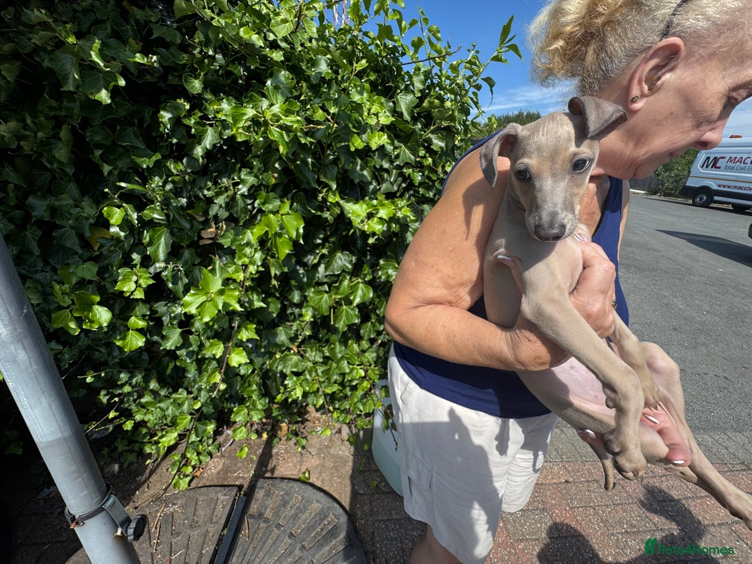 Italian Greyhound dogs for sale: Cooper beautiful silver grey very confident boy - Image 3