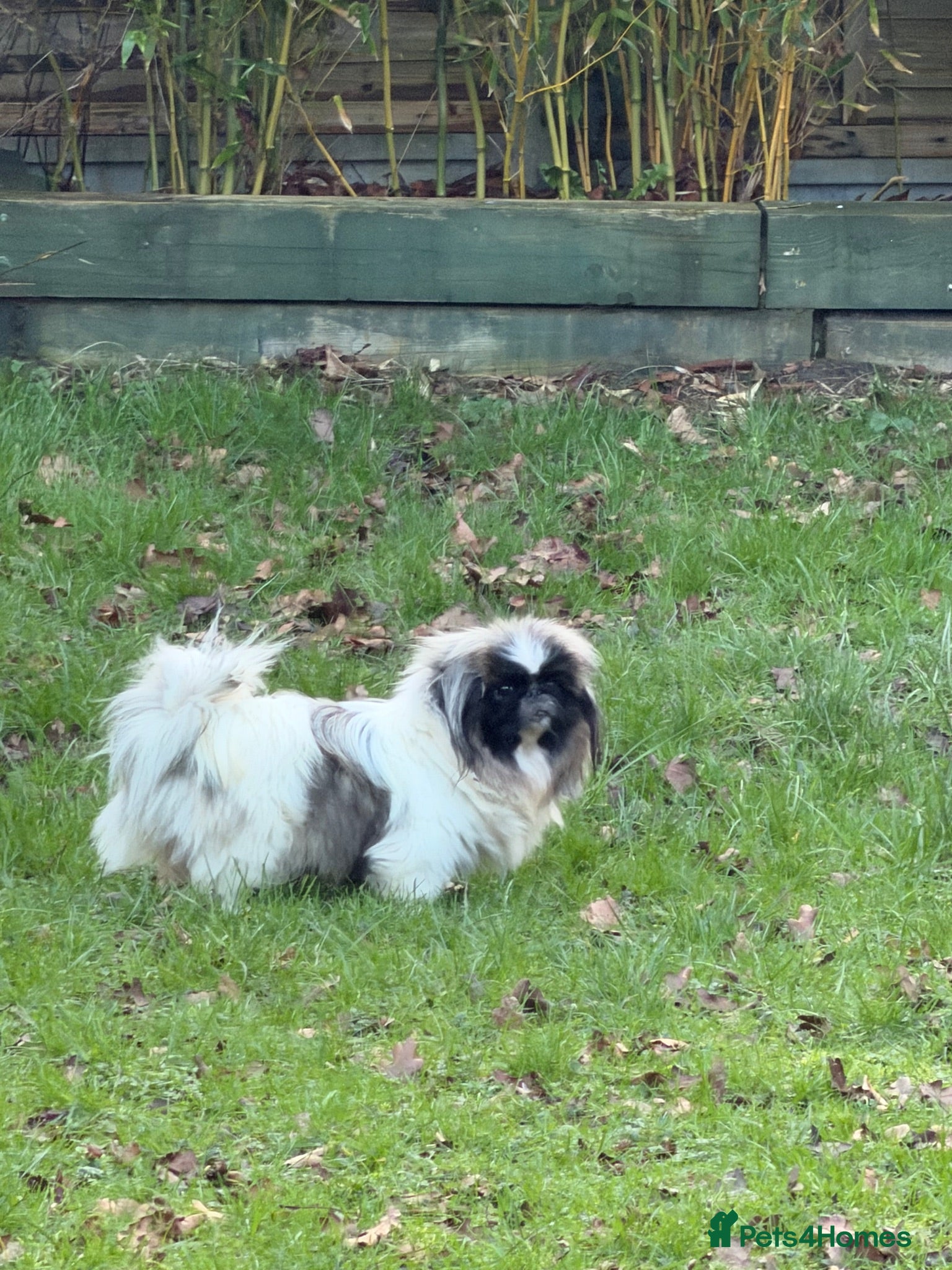 Pekingese dogs Kc Female adult Parti Pekingnese 2 years  - Advert 1