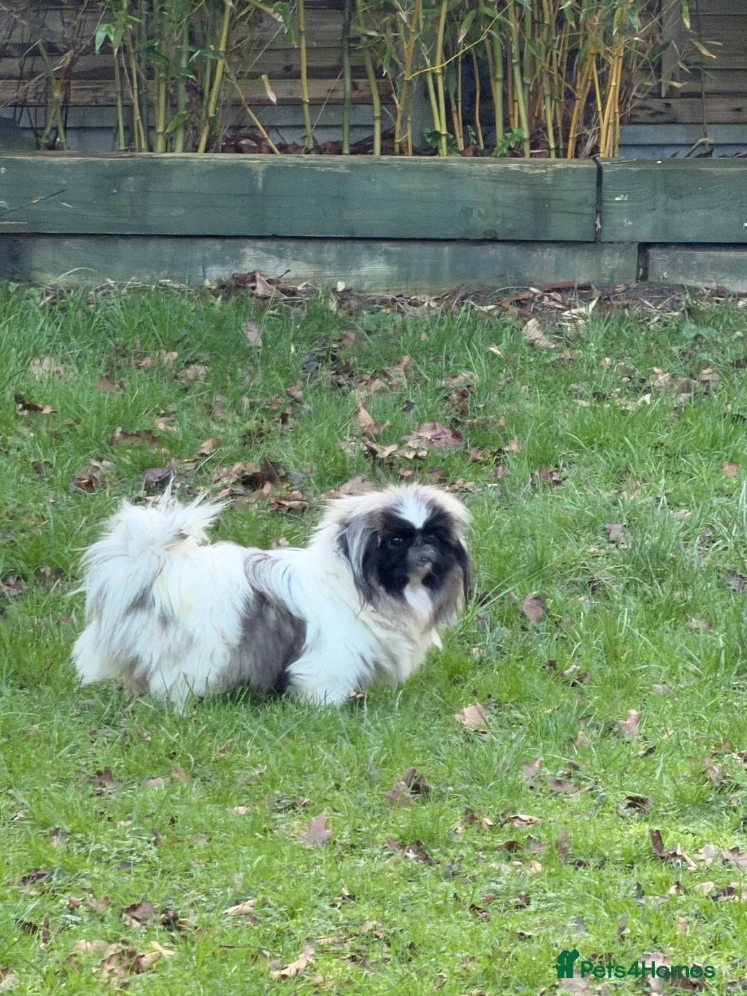 Pekingese dogs for sale: Kc Female adult Parti Pekingnese 2 years  - Advert 1