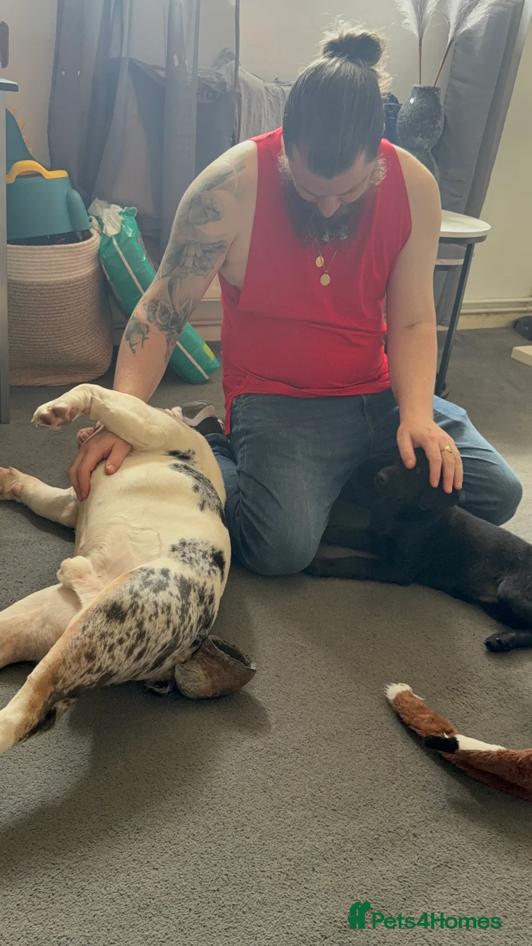 English Bulldog dogs for sale: Reggie looking for 5 star home  - Advert 20