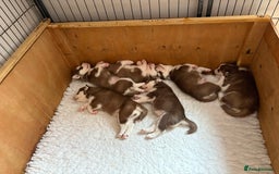 Siberian Husky dogs for sale: Red puppies - Image 8