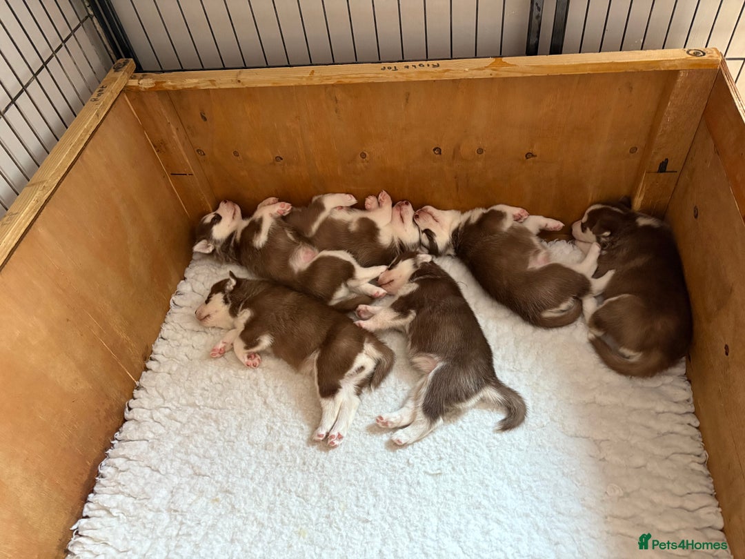 Siberian Husky dogs for sale: Red puppies - Image 8