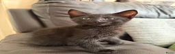 Mixed Breed cats for sale: Mix breed/half maincoon kittens - Advert 5