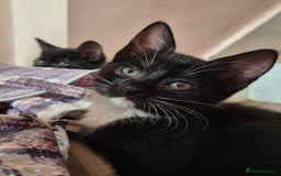 Mixed Breed cats for sale: Black and white kittens - Image 1