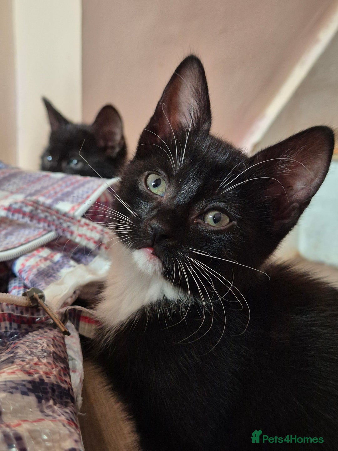 Mixed Breed cats for sale: Black and white kittens - Image 1