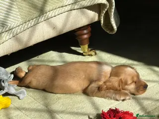 Cocker Spaniel dogs Stunning kc reg show cockers fully health tested - Advert 1