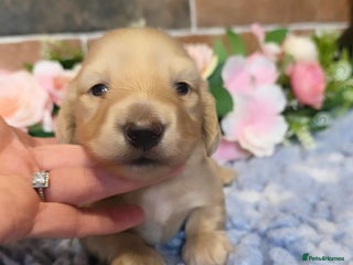 Miniature Dachshund dogs - Advert 3