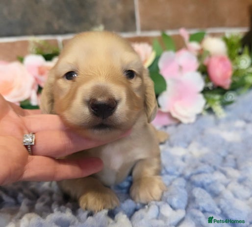 Miniature Dachshund dogs - Advert 2
