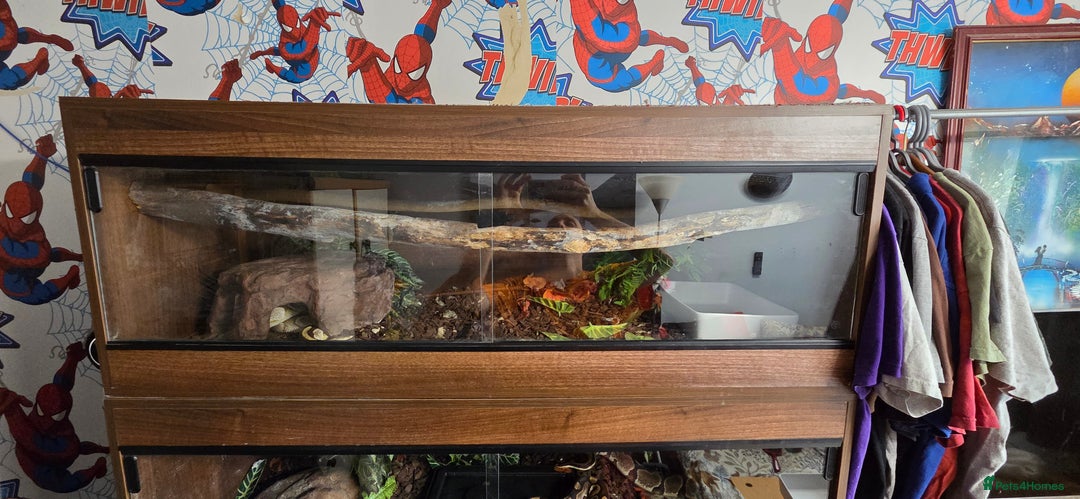 Python Snake reptiles for sale: 3 adult Royal pythons and 4' vivariums  - Image 4