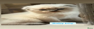 Scottish Fold 1