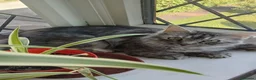 Maine Coon cats for sale: Female silver/Grey Maine Coone  - Advert 4