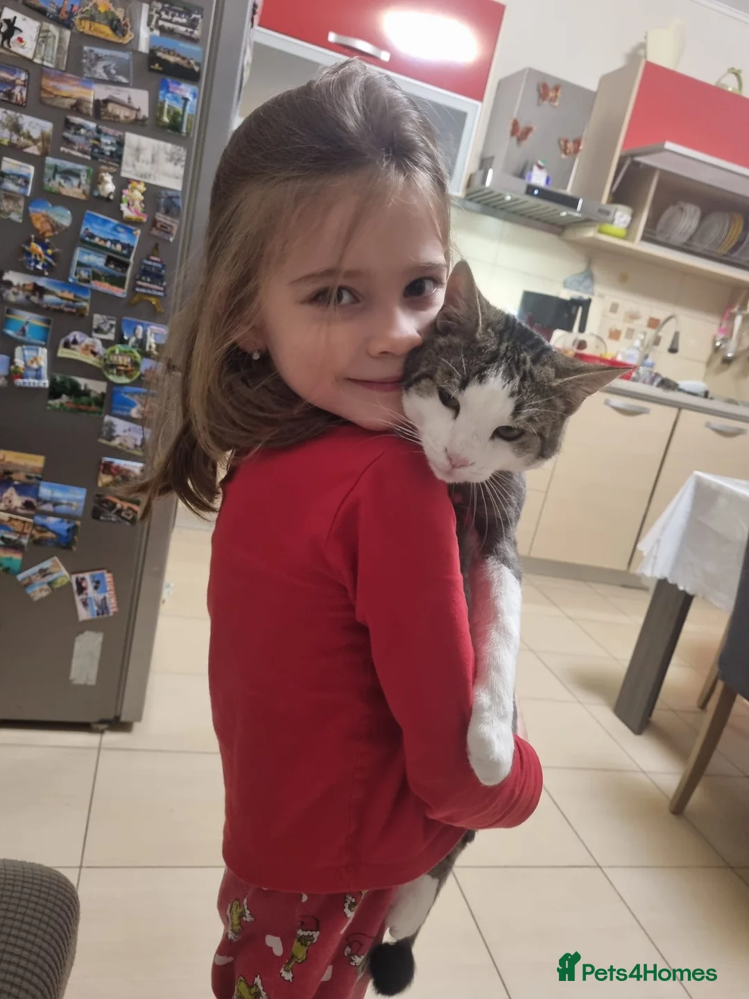 Mixed Breed cats for sale: TOMMY -a very friendly boy who needs a Loving Home - Advert 18