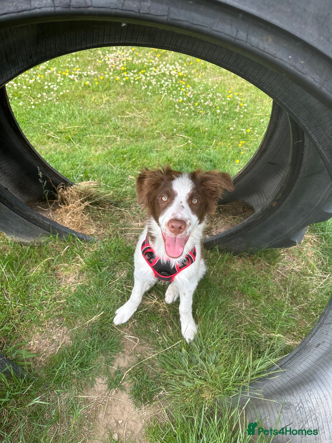 Border Collie dogs for sale: KC Reg Red Border Collie - Image 4