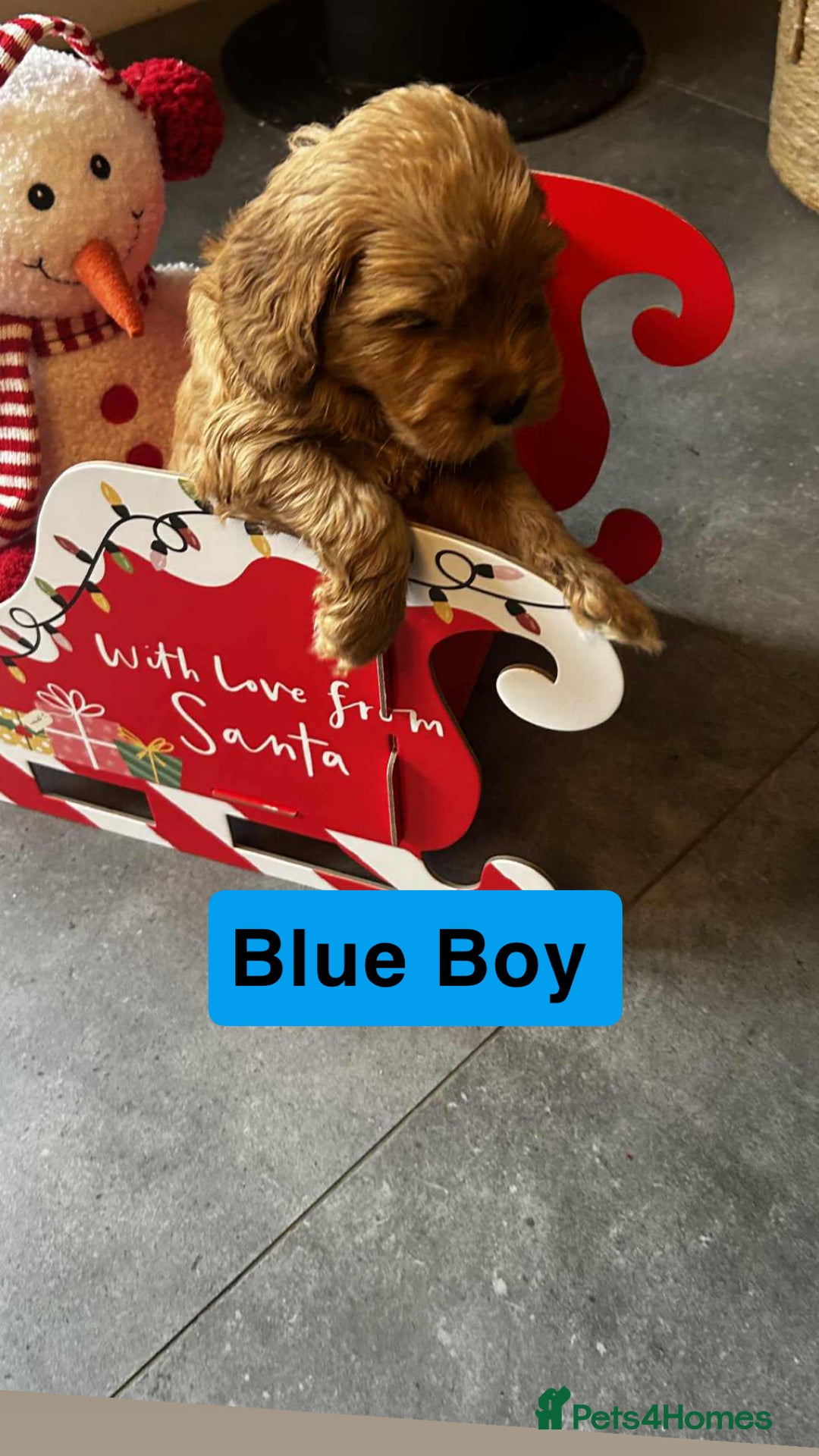 Cockapoo dogs for sale: F2 Cockapoo pups - Advert 8